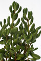 crassula rogersii coffie boontje 7201