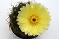 notocactus arechavaletae 9754