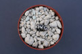 monvillea cristate spec 08 0464