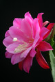 eh wilma paetz 1161 4364