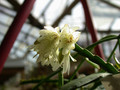 rhipsalis warmingiana2 37