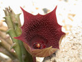 huernia keniensis zander 02