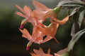 schlumbergera christmas fantasy 8193