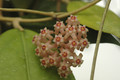 hoya sp bogar 07