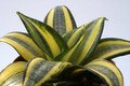 sanseveria hahnii 3494