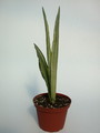 sansevieria zeylanica variegata 5413