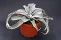 dyckia marnier lapostollei 3877