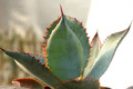 agave bovicornuta la oscta 8432