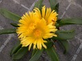 glottiphyllum muhrii 01
