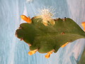 rhipsalis pachyptera 2046