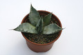 agave parryi truncata 7847