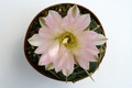 gymnocalycium uruguayense roseiflorum ib655 0123