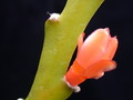 lepismium asuntapatense kessler9800 9716