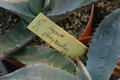 agave chrysantha 8512