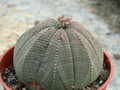 euphorbia obesa