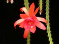 aporocactus edna bellamie 05