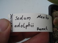 sedum adolphii 4787