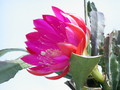 eh xmas bells 9860 415