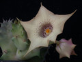 huernia quinta es3326 02