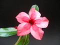 adenium ploy deang 07