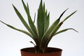 agave angustifolia marginata 0702