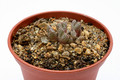 conophytum tantillum helenae rr1635 2775