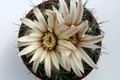 gymnocalycium mostii 9940