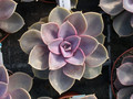 echeveria gibiflora glori v nuernberg