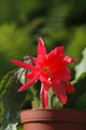 eh cecil cactus 5575 11