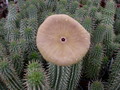 hoodia gordonii 5683
