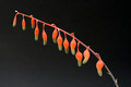 gasteria glomerata 2716