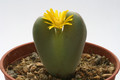 conophytum bilobum muscosipapillatum rietkloof 3001