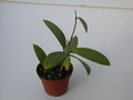 hoya buthanica 1405