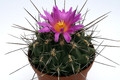 thelocactus freudenbergeri 0454