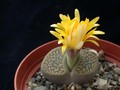 lithops hookeri marginata 01