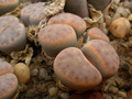 lithops dinteri 01