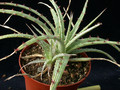 hechtia sp 02