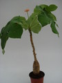 jatropha podagrica 765