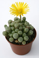 fensteraria aurantiaca 0876
