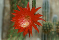 aporocactus peggys cartwheel2