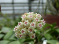 hoya parasitica thai 0194 01