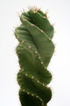 cereus peruvianus tortuosus 0569