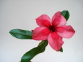 adenium ploy deang 05