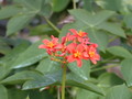 jatropha macrantha 5670