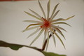 epiphyllum phyllanthus rubrocoronatum rba373 721