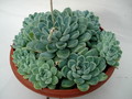 echeveria halbingeri 8343