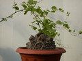 dioscorea elephantipes 07
