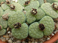 lithops fulviceps aurea c363 03