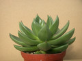 echeveria haageana 8391