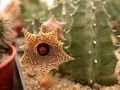 huernia thuretii d1449 06